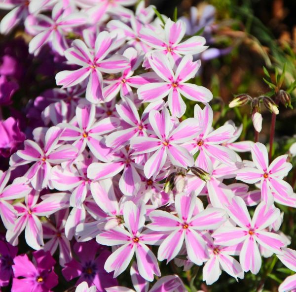 Mossflox, pluggplanta